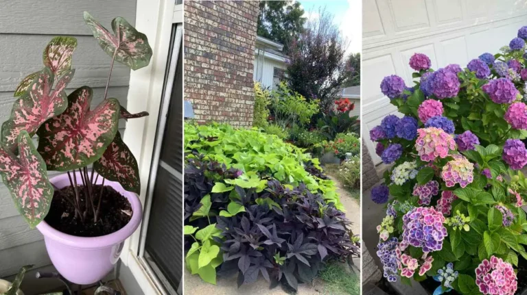 Outdoor Potted Plants That Instantly Transform Any Patio, Porch, or Garden