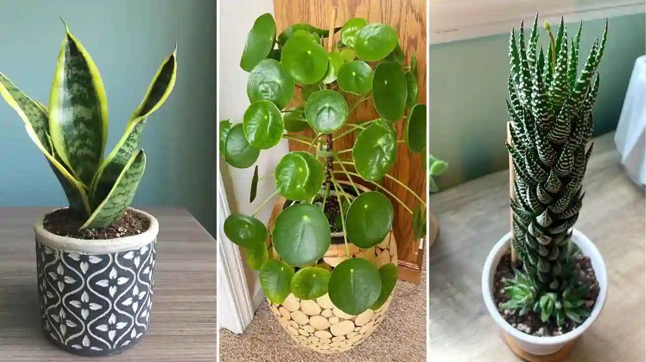 Plants for Bookshelves That Make Any Reading Space Feel More Alive