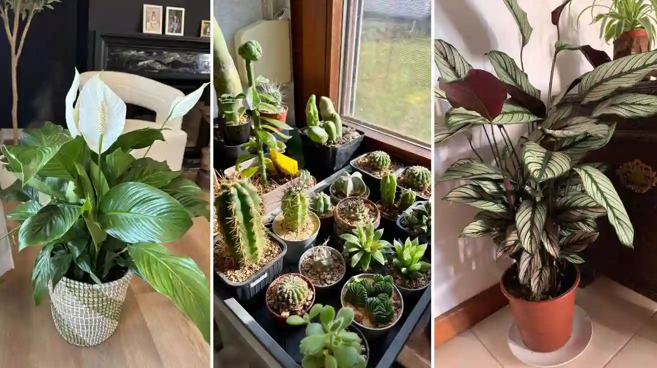 Crochet House Plant