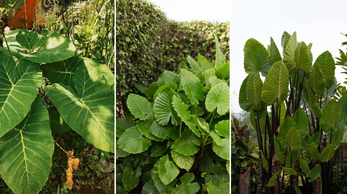 Elephant Ears Plants