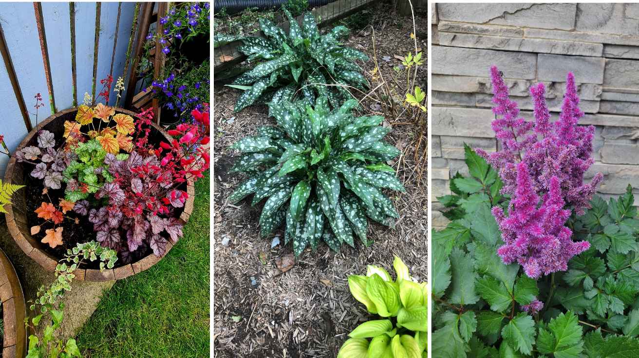 Shade Plants